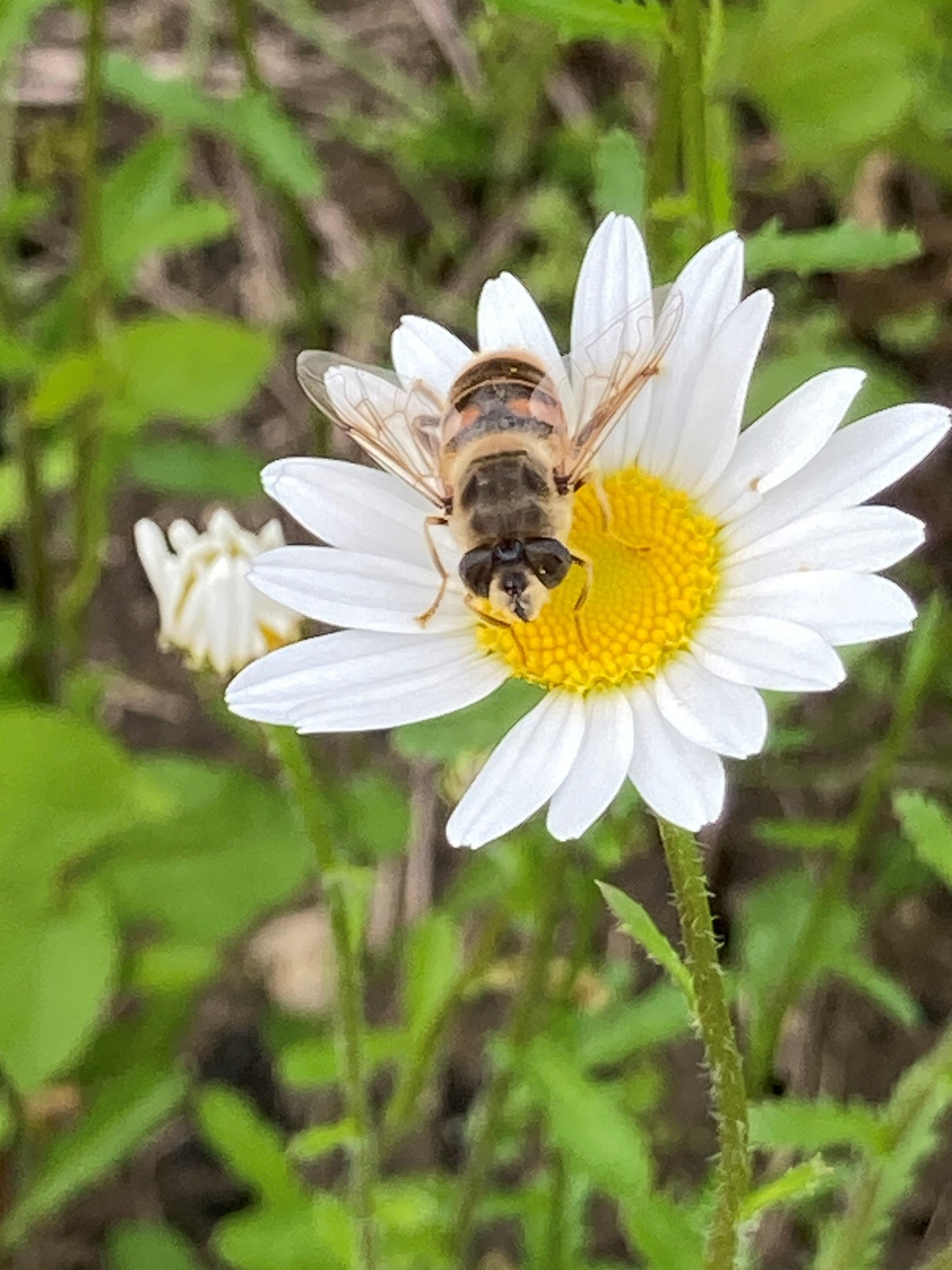 Ox Eye Daisy | 2500+ Seeds | Leucanthemum Vulgare | Wildflower | Pollenators