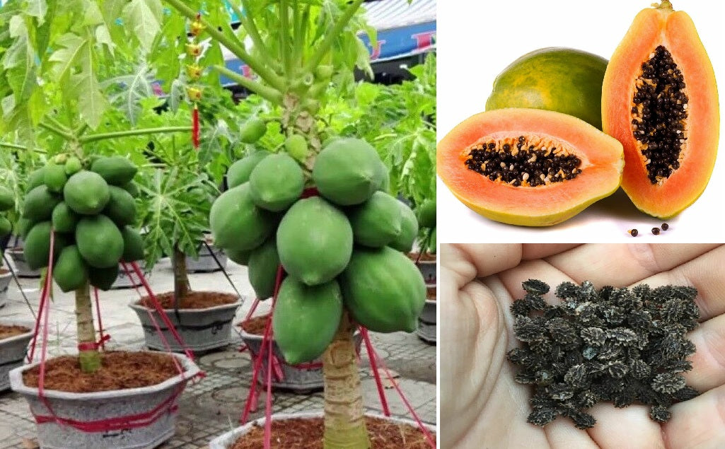 Dwarf Papaya | 15+ fresh seeds