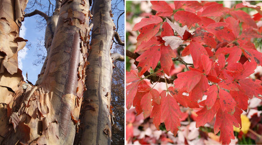 Paper Bark Maple (Acer Griseum) 20+ seeds | Bonsai