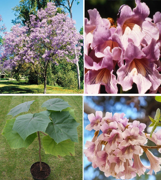 Pink Empress Tree | Paulownia Elongata | 100+ fresh seeds