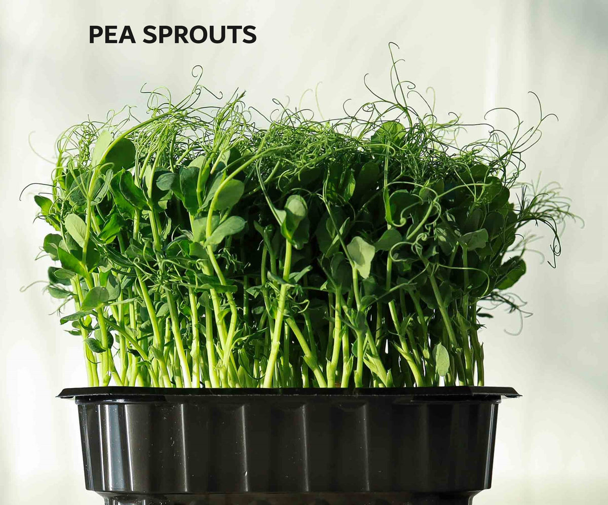 Organic Seeds for Sprouting / Sprouts | Many Types | Healthy Microgree ...