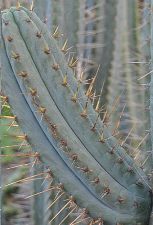 Peruvian Torch Cactus | Echinopsis Peruviana | 20+ seeds
