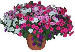 Trailing Petunia Colourful Mix | 100+ seeds | Hanging Baskets | Planters