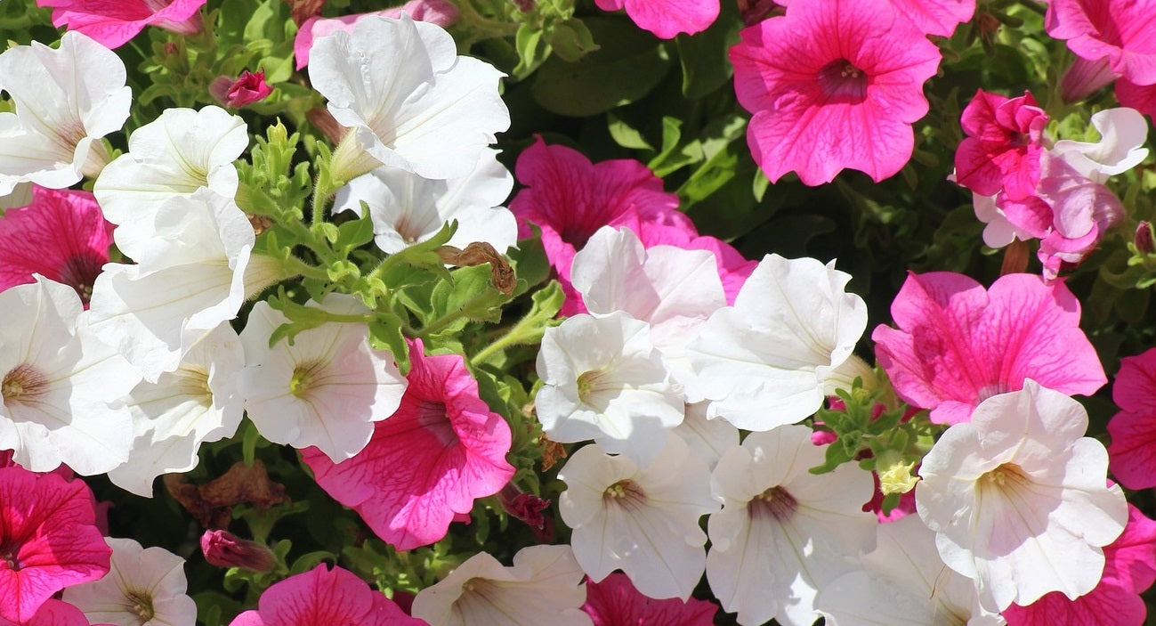 Trailing Petunia Colourful Mix | 100+ seeds | Hanging Baskets | Planters