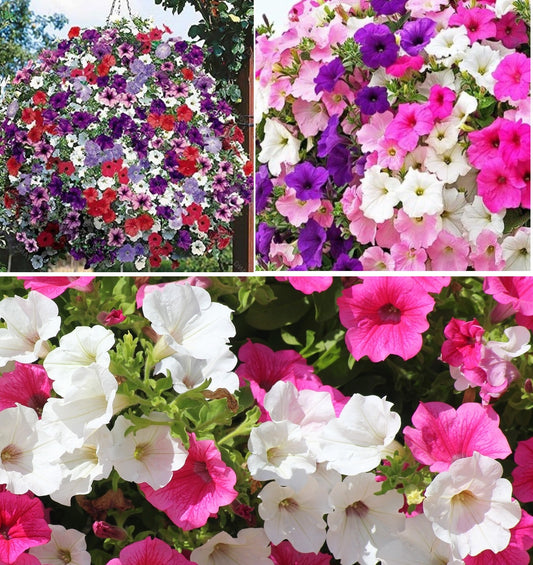 Trailing Petunia Colourful Mix | 100+ seeds | Hanging Baskets | Planters