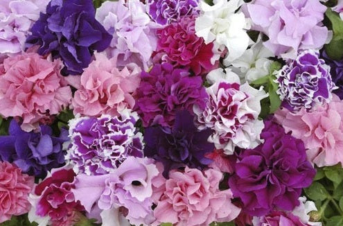 Petunia Seeds | Double Pirouette Mix F1 | 30 Pelleted Seeds | Compact Doubles