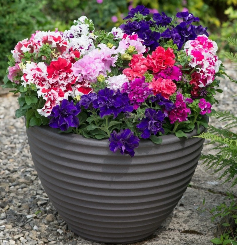 Petunia Seeds | Double Pirouette Mix F1 | 30 Pelleted Seeds | Compact Doubles