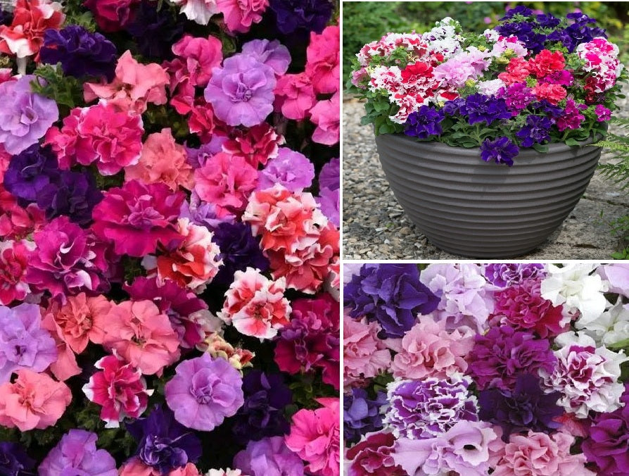 Petunia Seeds | Double Pirouette Mix F1 | 30 Pelleted Seeds | Compact Doubles