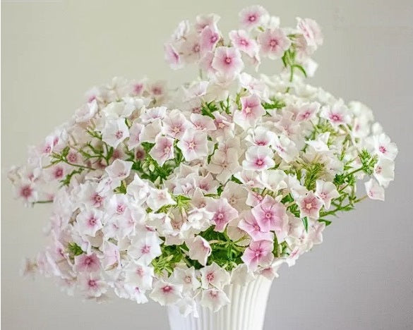 Phlox Blushing Bride | 250+ Seeds | Cut Flowers | Weddings | Bouquets