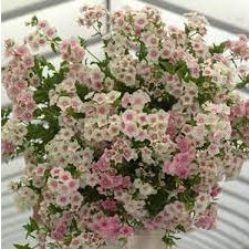 Phlox Blushing Bride, 250+ Seeds, Cut Flowers, Weddings