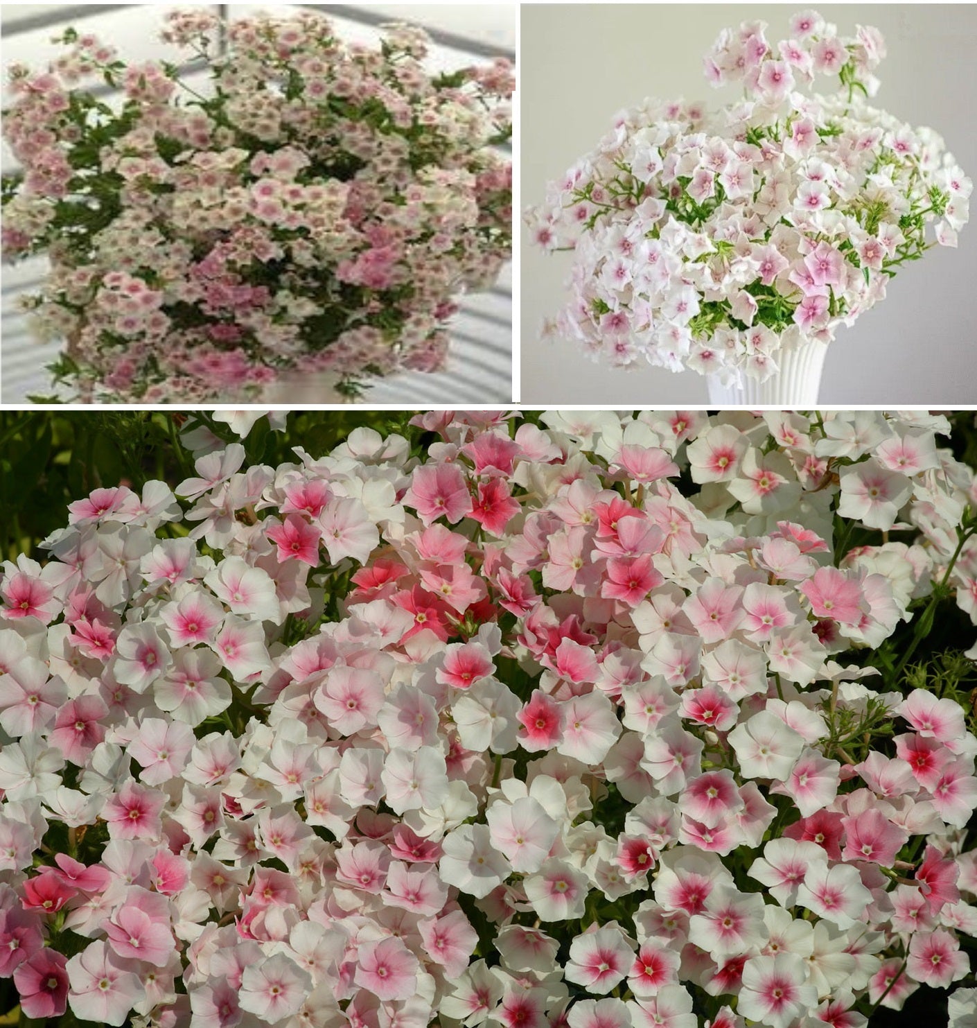 Phlox Blushing Bride | 250+ Seeds | Cut Flowers | Weddings | Bouquets