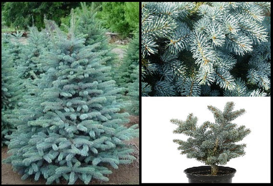 Colorado Blue Spruce (Picea Pungens) | 30+ Seeds | Fully Hardy