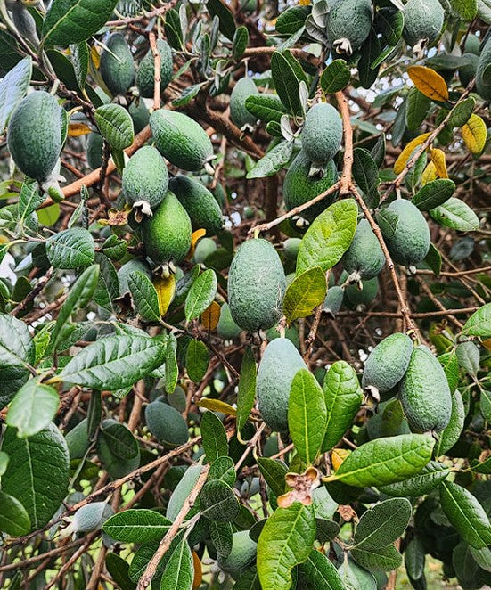 Pineapple Guava (Acca Feijoa Sellowiana) "Mammoth" | 9cm-pot |