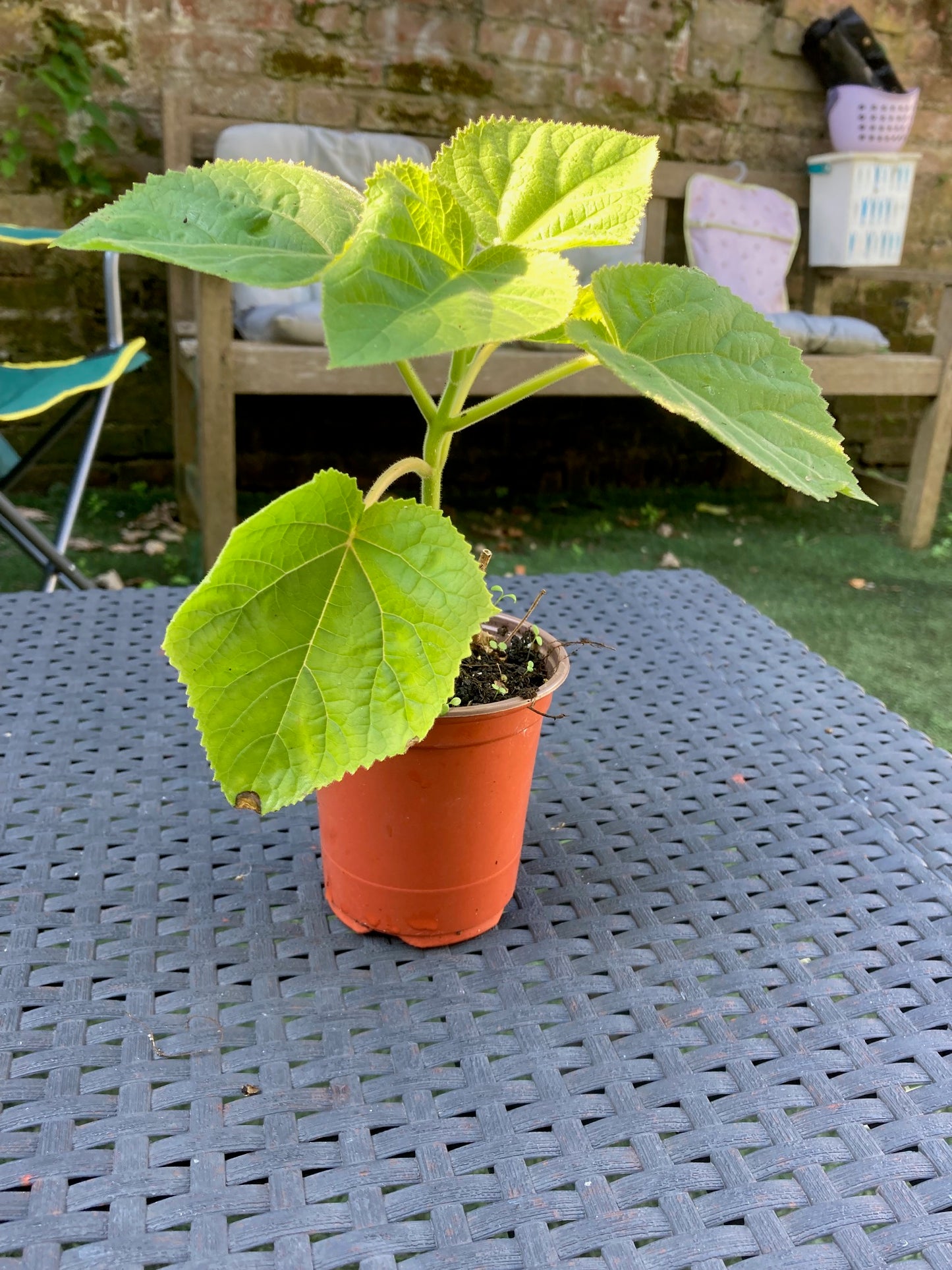 Pink Empress Tree | Paulownia Elongata | 9cm pot | Fast Growing | Flowering