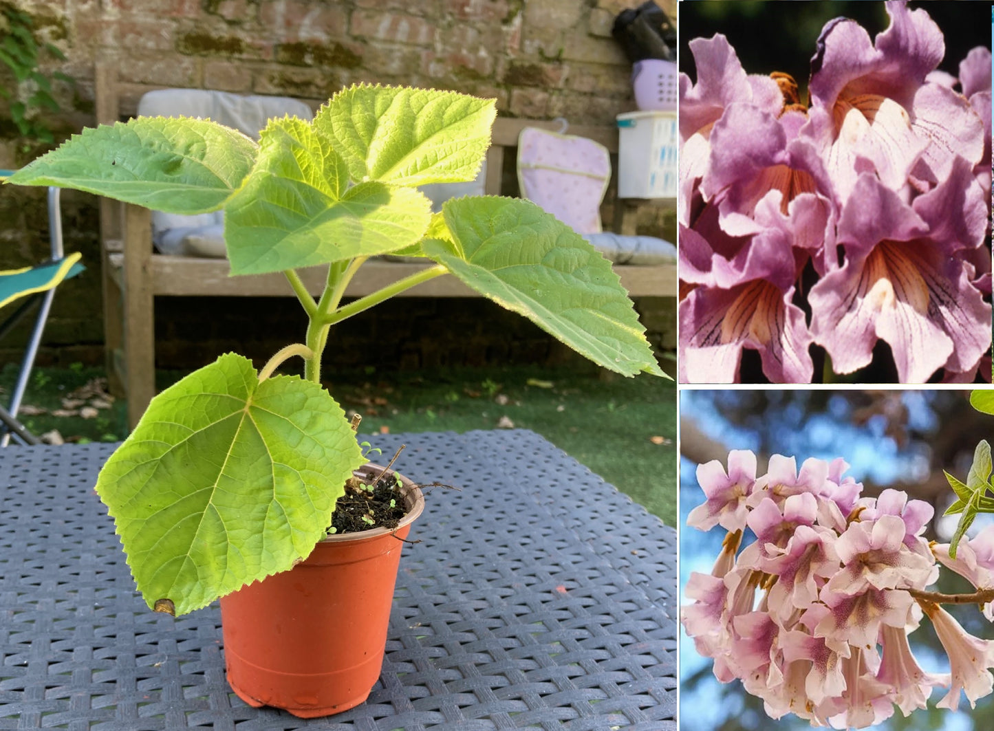 Pink Empress Tree | Paulownia Elongata | 9cm pot | Fast Growing | Flowering