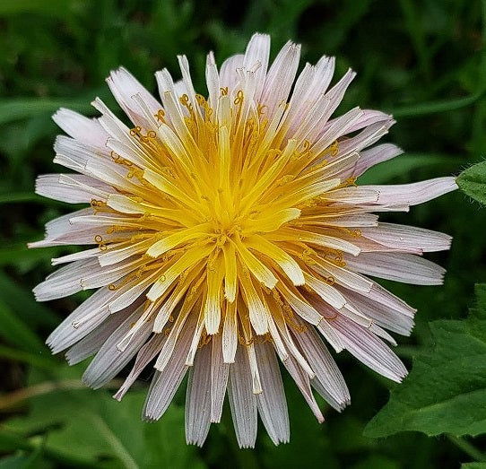 Pink Dandelion | 30+ seeds | Taraxacum Pseudoroseum | Hardy Perennial