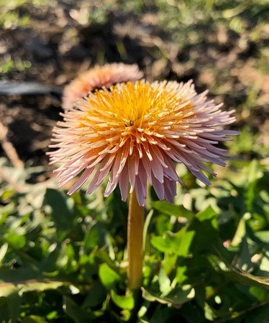 Pink Dandelion | 30+ seeds | Taraxacum Pseudoroseum | Hardy Perennial