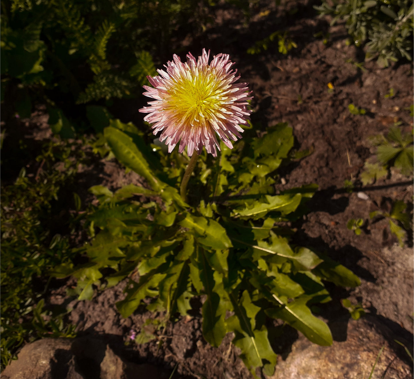 Pink Dandelion | 30+ seeds | Taraxacum Pseudoroseum | Hardy Perennial