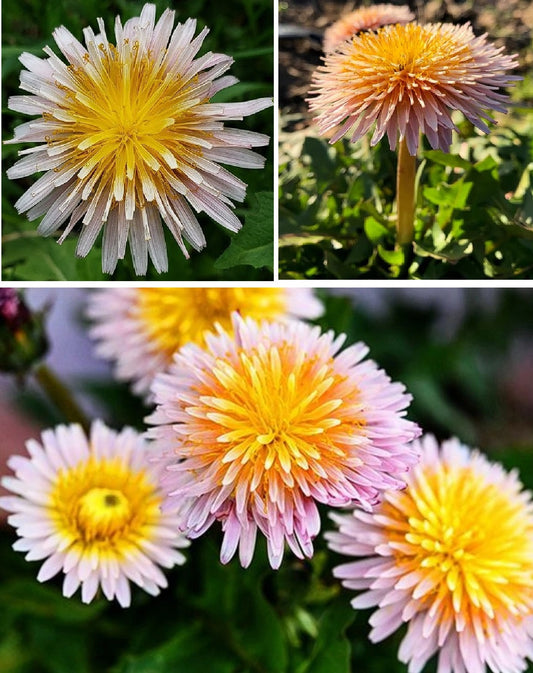 Pink Dandelion | 30+ seeds | Taraxacum Pseudoroseum | Hardy Perennial