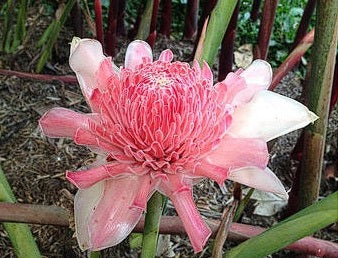 Pink Torch Ginger | Etlingera Elatior | 30+ Seeds