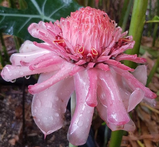 Pink Torch Ginger | Etlingera Elatior | 30+ Seeds