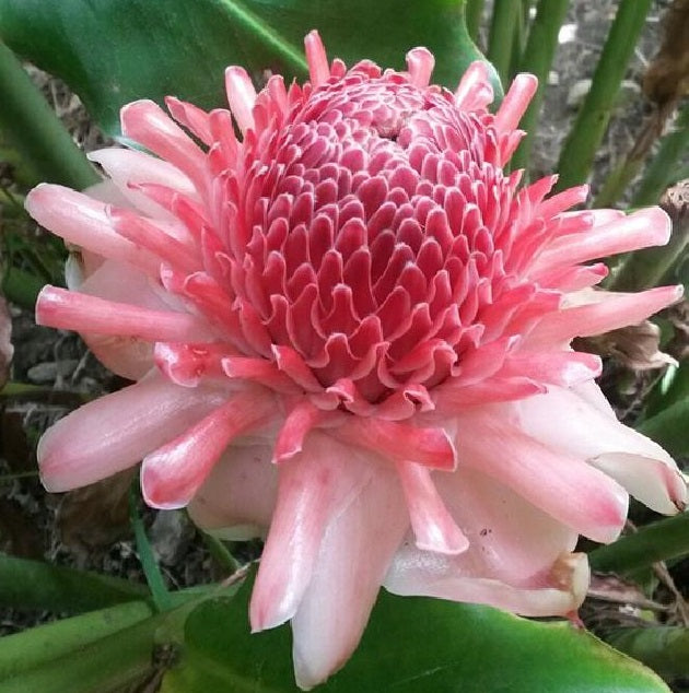 Pink Torch Ginger | Etlingera Elatior | 30+ Seeds