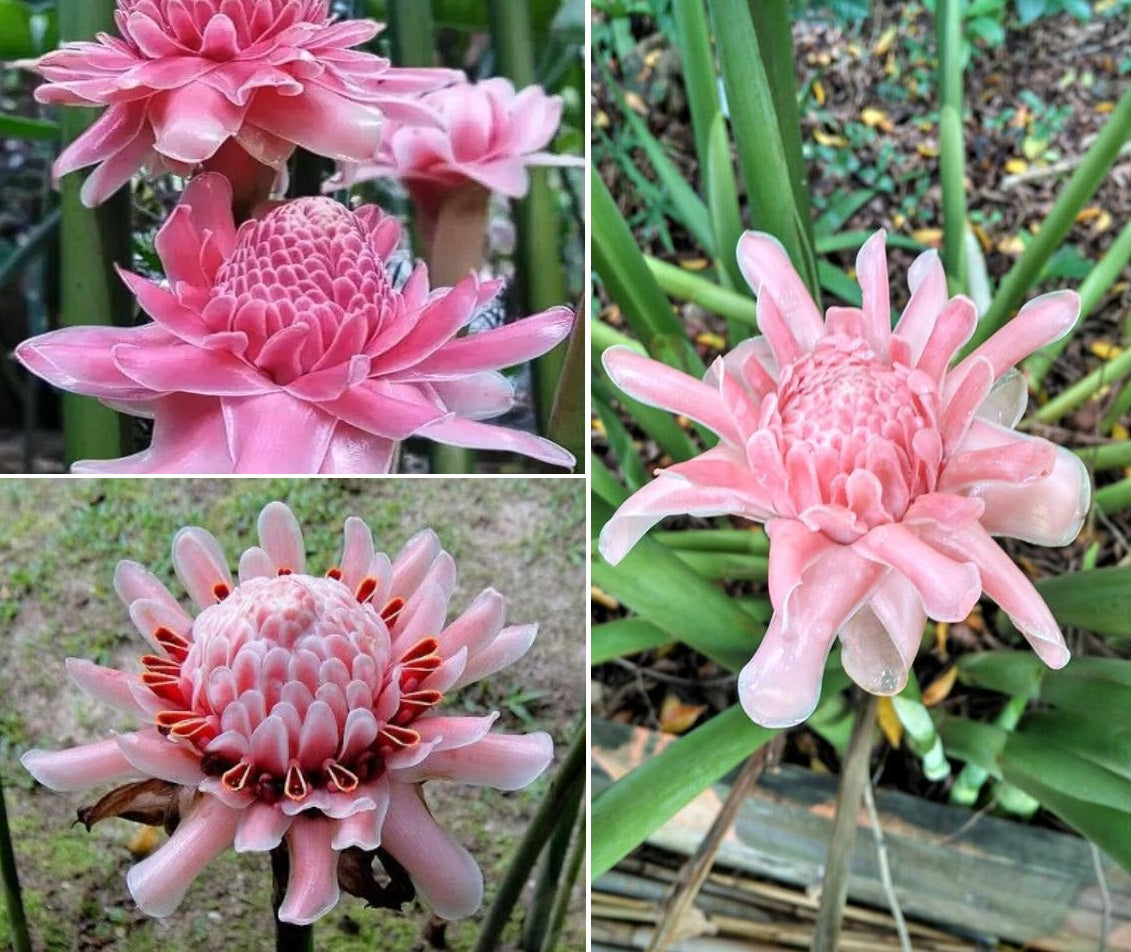 Pink Torch Ginger | Etlingera Elatior | 30+ Seeds