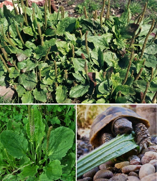 Broadleaf Plantain (Plantago Major) | 600+ Seeds | Tortoise Food| Medicinal