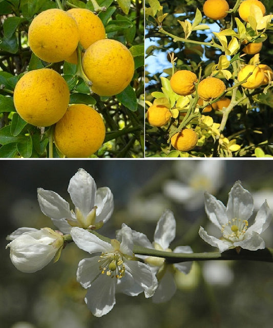 Citrus Poncirus Trifoliata "Flying Dragon" | 10+ seeds | UK Hardy