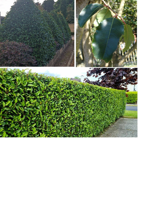 Portuguese Laurel | Prunus Lusitanica | Fast Growing Evergreen Hedging