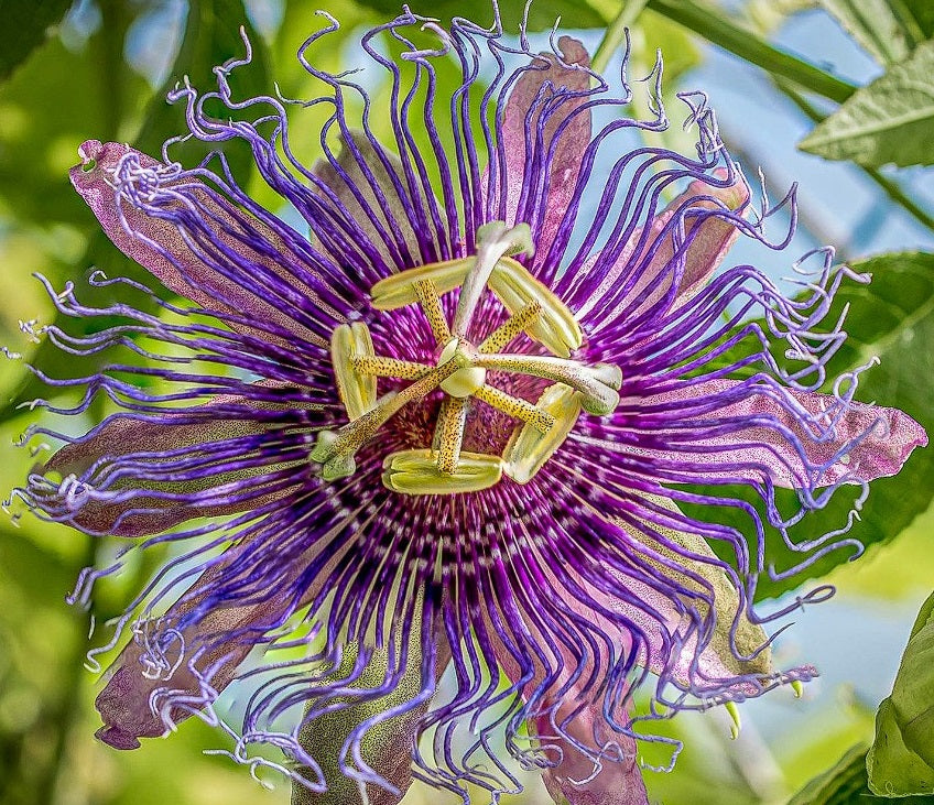 Purple Passion Fruit (Passiflora Edulis) | 50+ seeds | Same Day Dispatch.