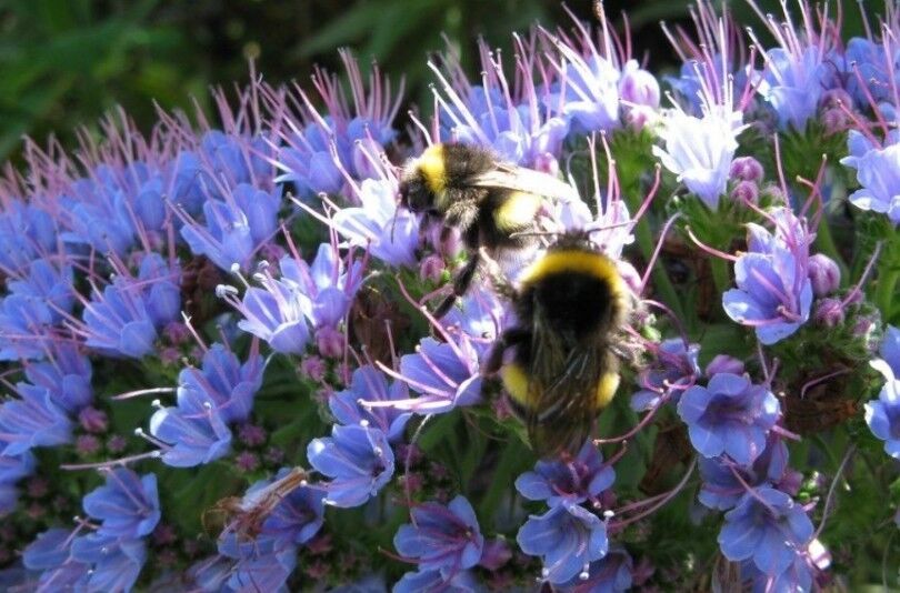 Pride Of Madeira | Echium Candicans | Fastuosum | 20+ seeds | Flowers for Bees