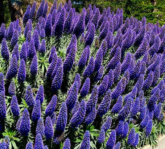 Pride Of Madeira | Echium Candicans | Fastuosum | 20+ seeds | Flowers for Bees