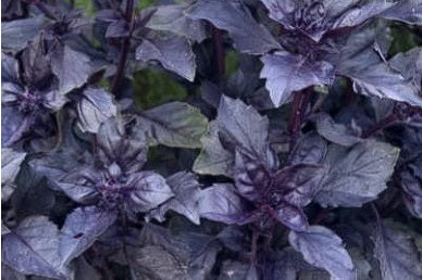 Dark Opal Basil 200 seeds Purple Year Round Easy Tasy