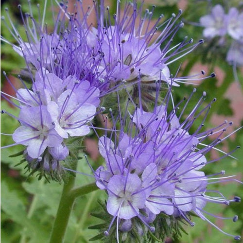 Purple Tansy | Phacelia Tanacetifolia | Bee & Pollenator Magnet