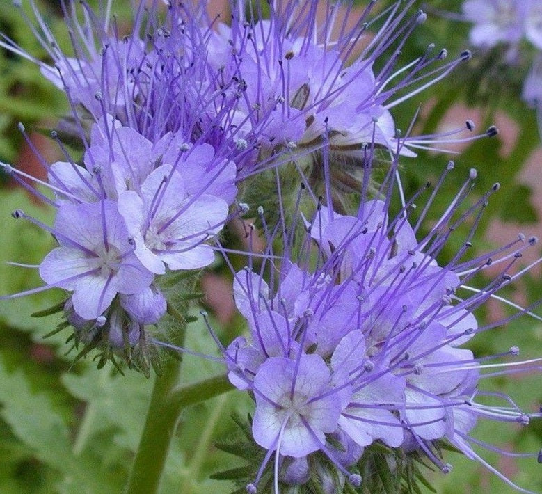 Purple Tansy | Phacelia Tanacetifolia | Bees and Pollenators