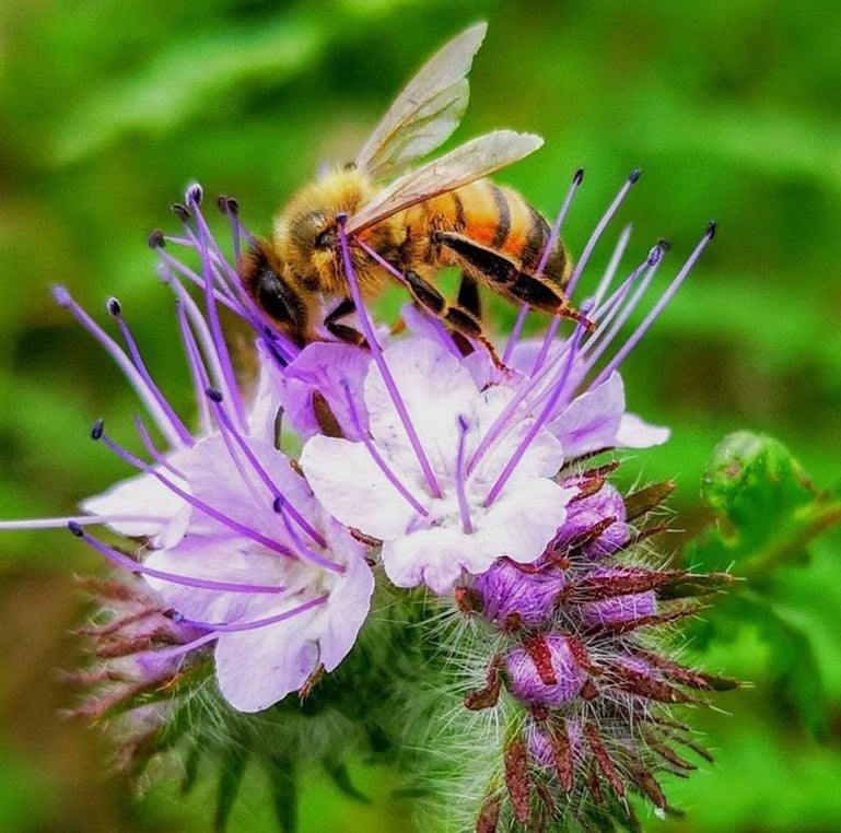 Purple Tansy | Phacelia Tanacetifolia | Bees and Pollenators