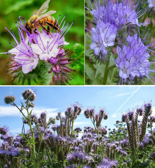 Purple Tansy | Phacelia Tanacetifolia | Bee & Pollenator Magnet