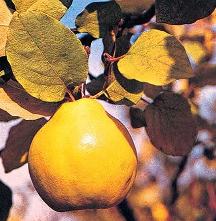 Quince Tree (Cydonia Oblonga) in 12cm Pot Organic