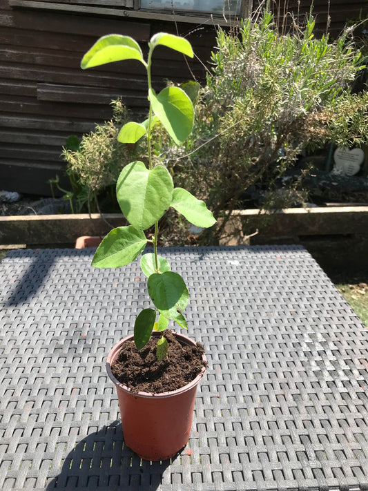 Quince Tree (Cydonia Oblonga) in 12cm Pot Organic