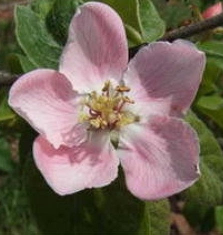 Quince Tree (Cydonia Oblonga) in 12cm Pot Organic