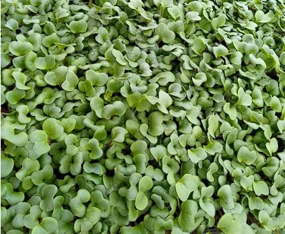 Organic Radish Sprouting Seeds 1,000+ | "China Rose" | Microgreens