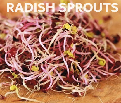 Organic Seeds for Sprouting / Sprouts | Many Types | Healthy Microgreens all year round!