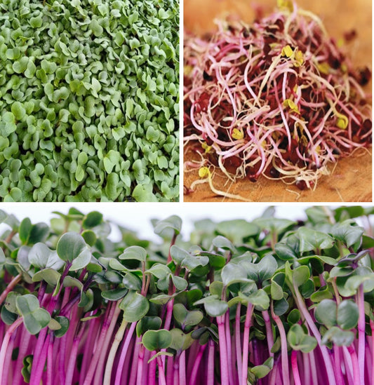 Organic Radish Sprouting Seeds 1,000+ | "China Rose" | Microgreens