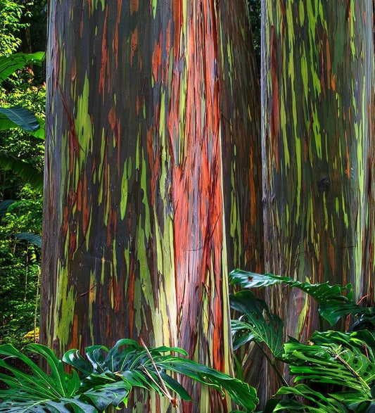 Rainbow Gum (Eucalyptus Deglupta) Mindanao Gum 50+ fresh seeds Same Day Dispatch