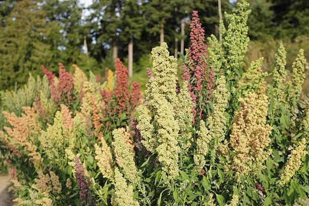 Rainbow Quinoa seeds | Organic non-GMO | 1000+ seeds | Easy | Microgreens