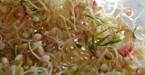 Rainbow Quinoa seeds | Organic non-GMO | 1000+ seeds | Easy | Microgreens