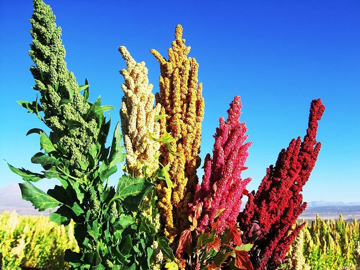 Rainbow Quinoa seeds | Organic non-GMO | 1000+ seeds | Easy | Microgreens