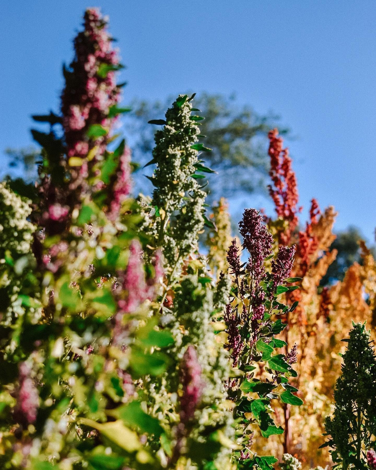 Rainbow Quinoa seeds | Organic non-GMO | 1000+ seeds | Easy | Microgreens