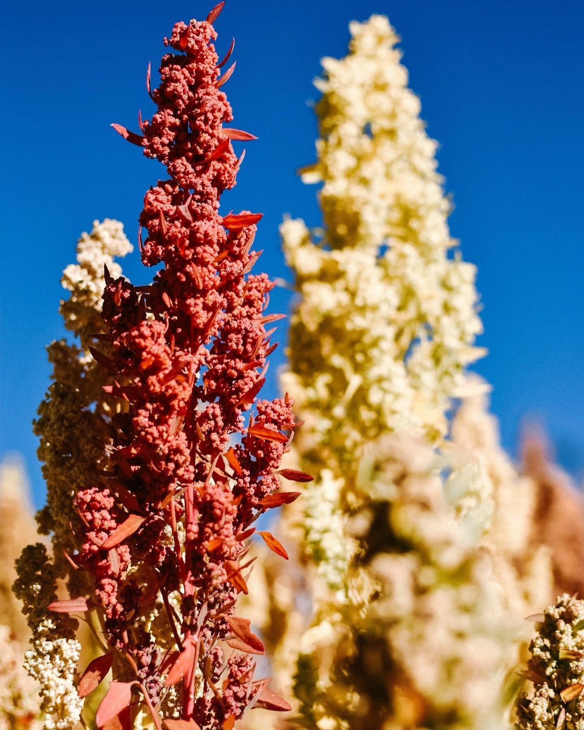 Rainbow Quinoa seeds | Organic non-GMO | 1000+ seeds | Easy | Microgreens